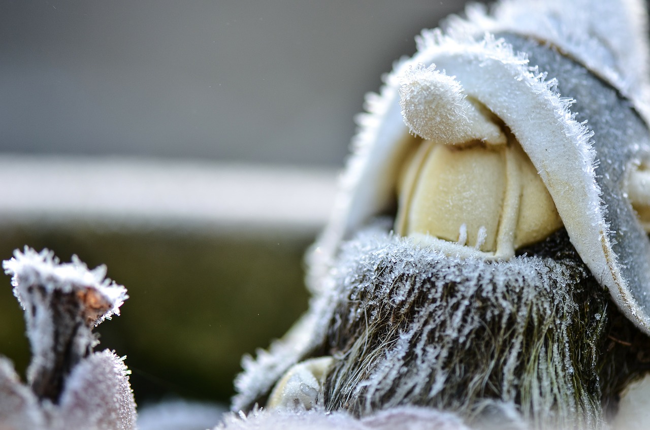 dwarf garden frost free photo