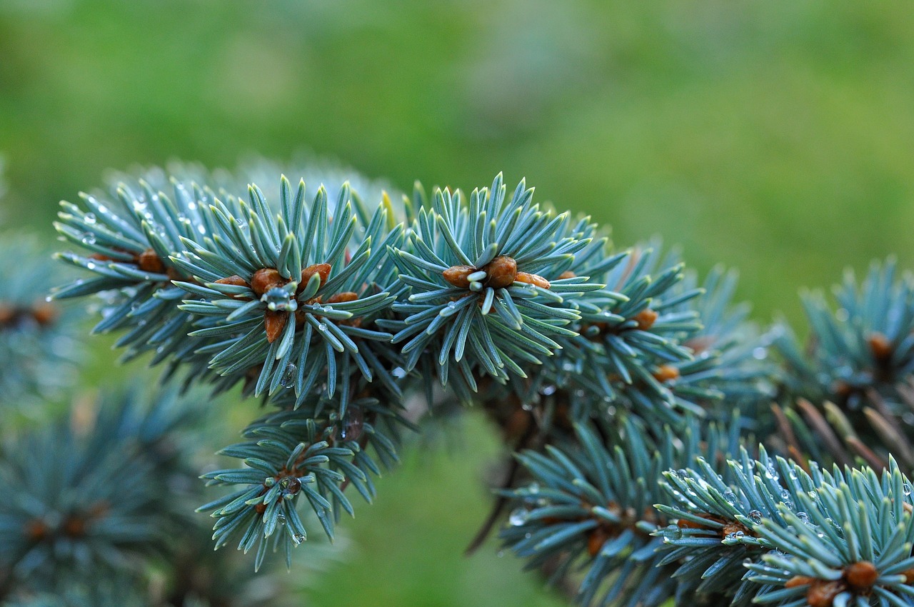 dwarf blue fir fir conifer free photo