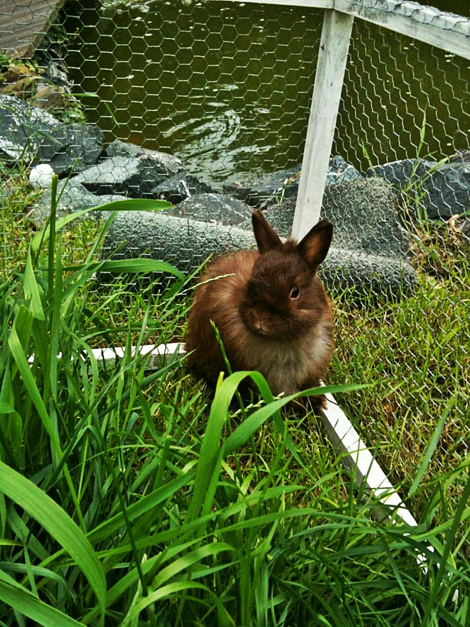 dwarf bunny rabbit long eared free photo