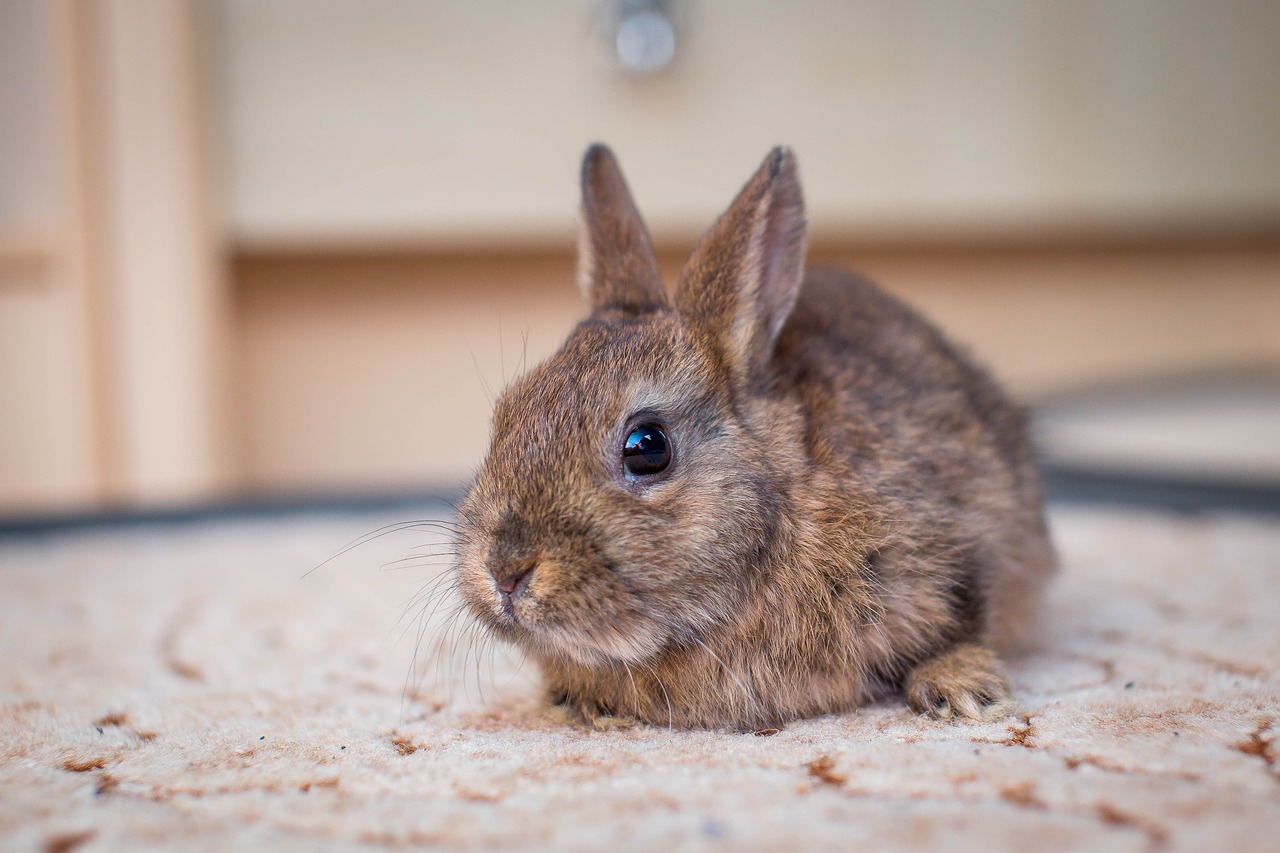 dwarf bunny hare small hare free photo