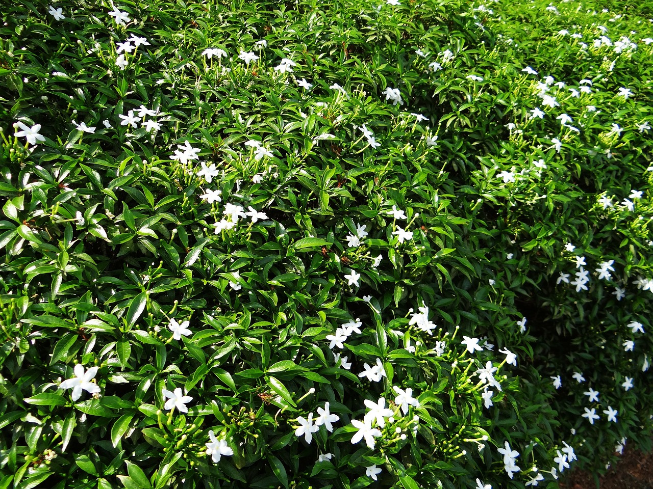 dwarf crape jasmine dwarf confederate jasmine chandni free photo