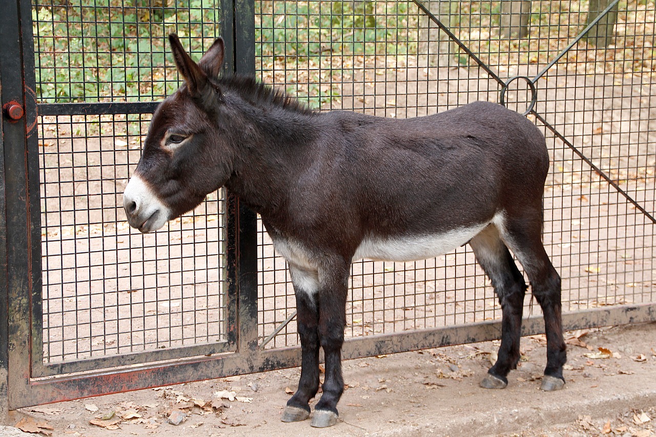 dwarf donkey  donkey  beast of burden free photo