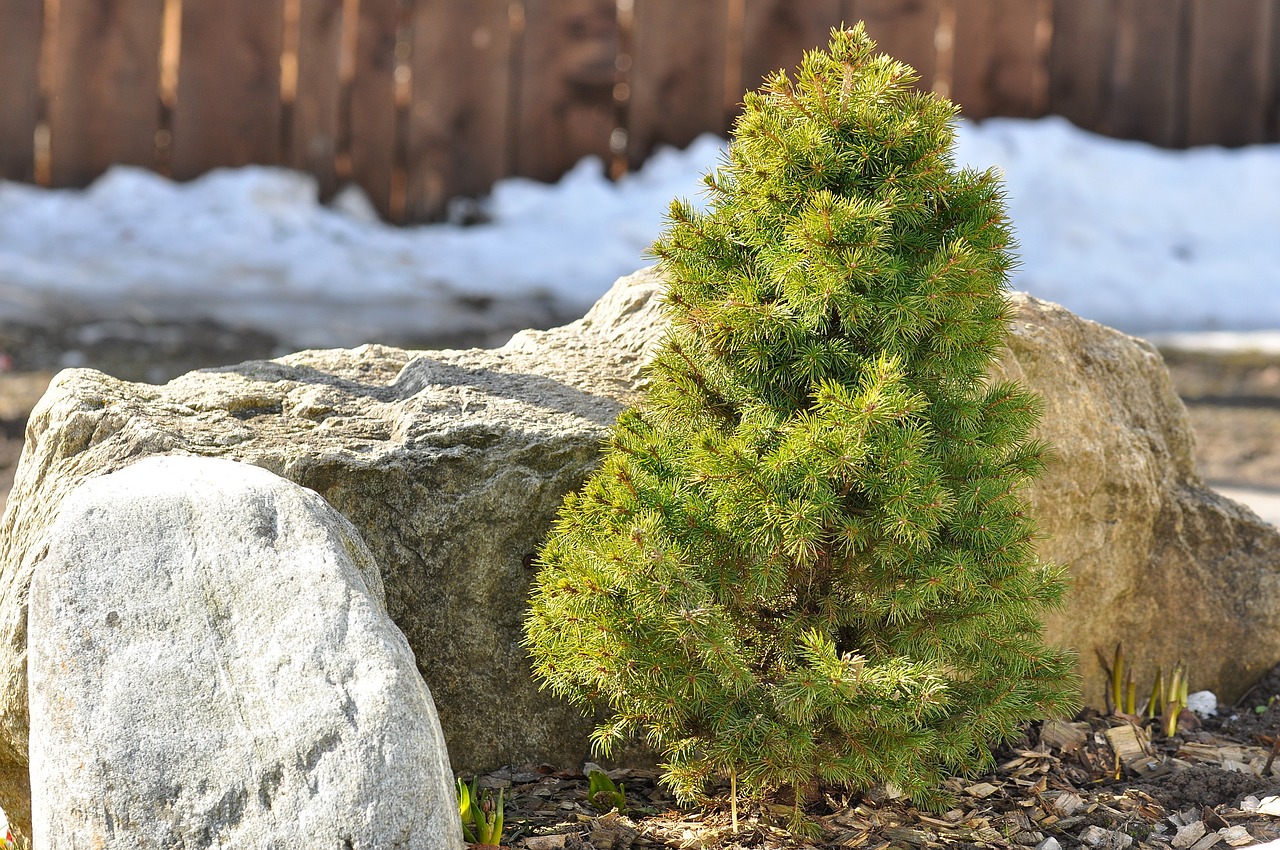 dwarf fir ornamental plant plant free photo