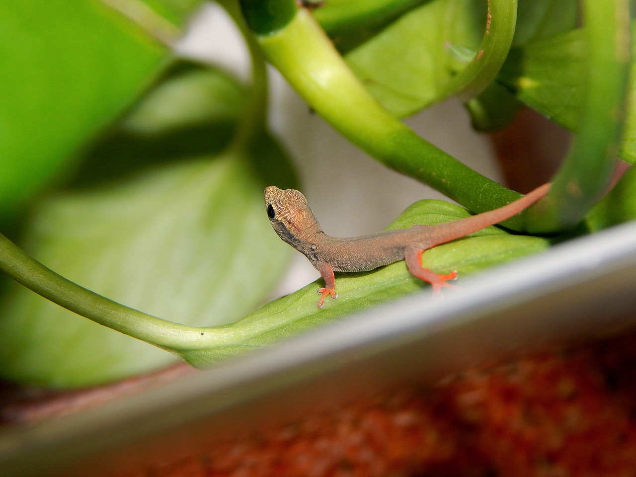 dwarf gecko young animal reptile free photo