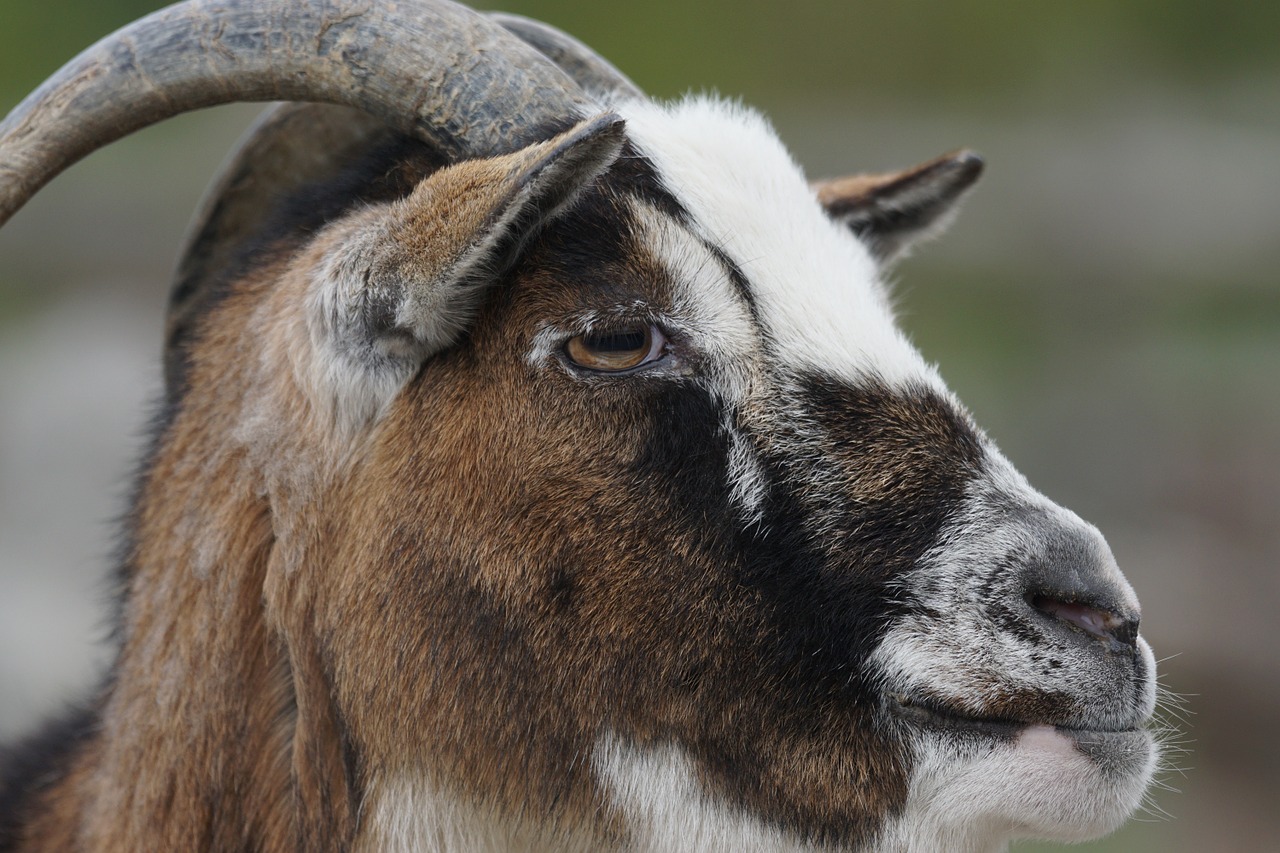 dwarf goat goat west africa free photo