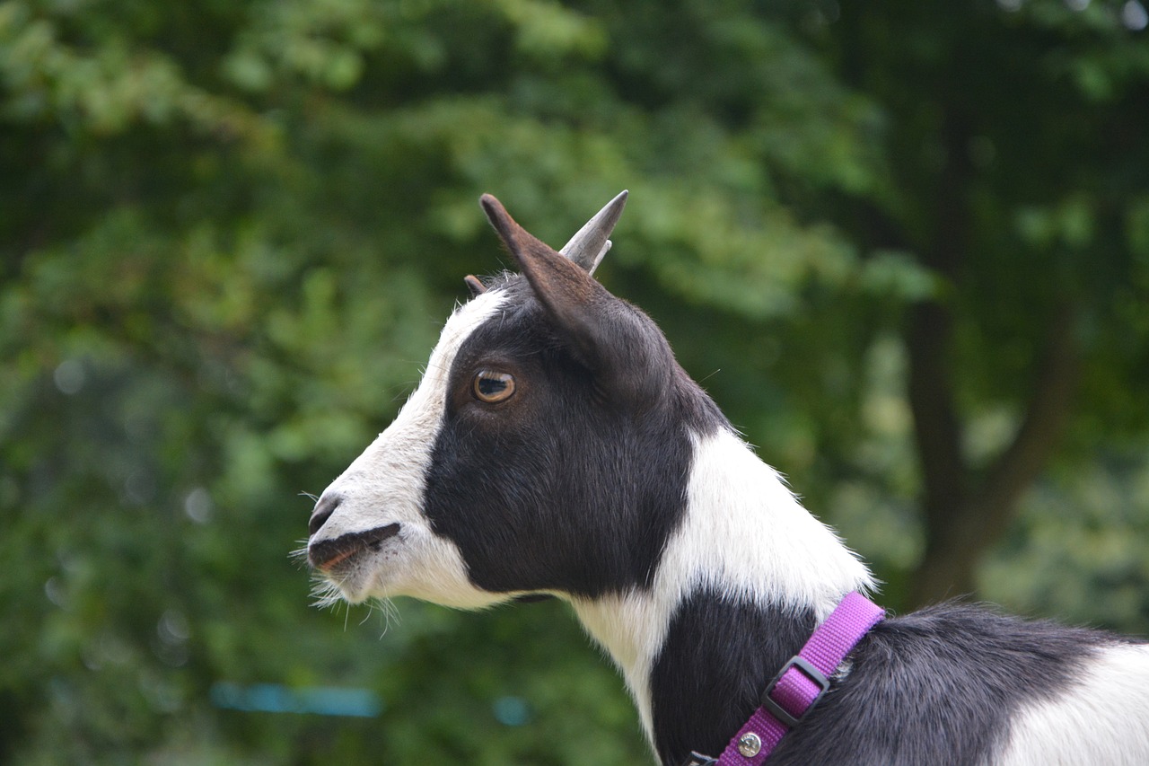 dwarf goat profile of goat black and white free photo