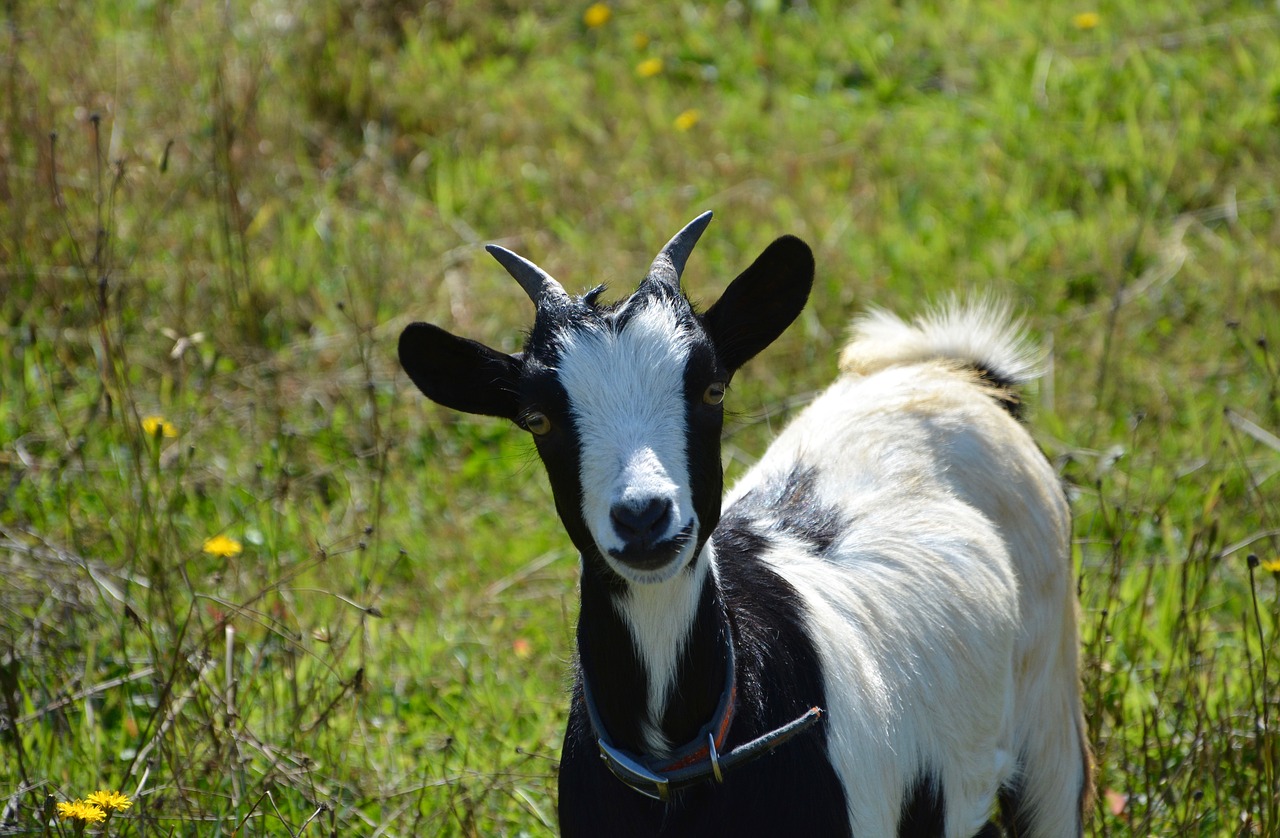 dwarf goat portrait black white free photo