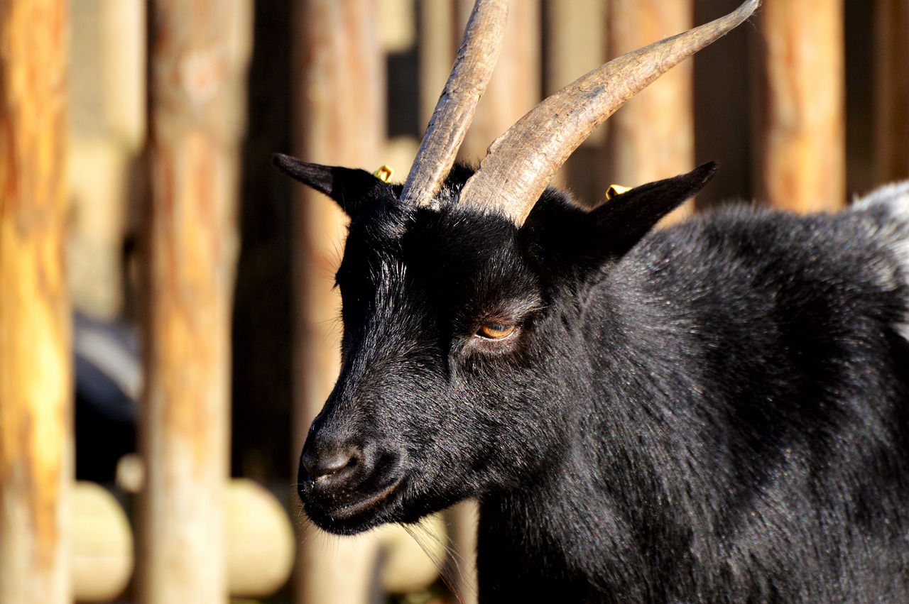 dwarf goat goat domestic goat free photo