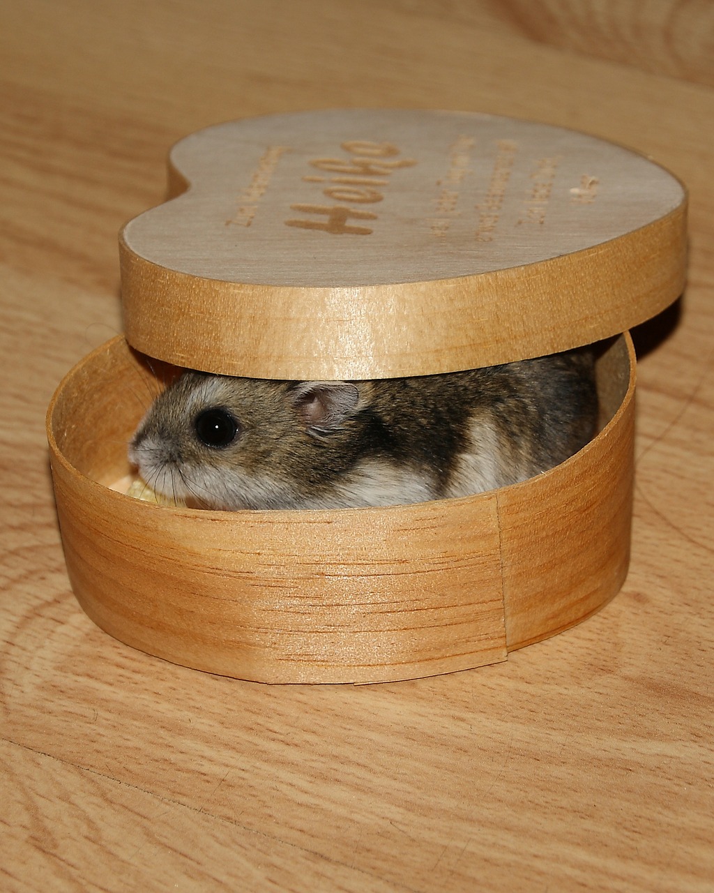 dwarf hamster animal pet free photo