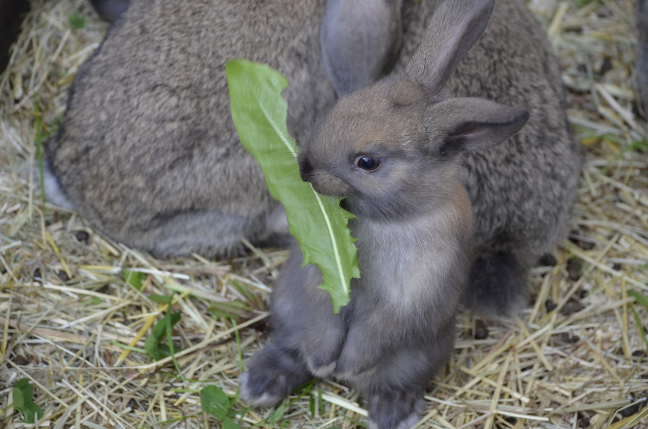 dwarf hare brown floppy ear free photo