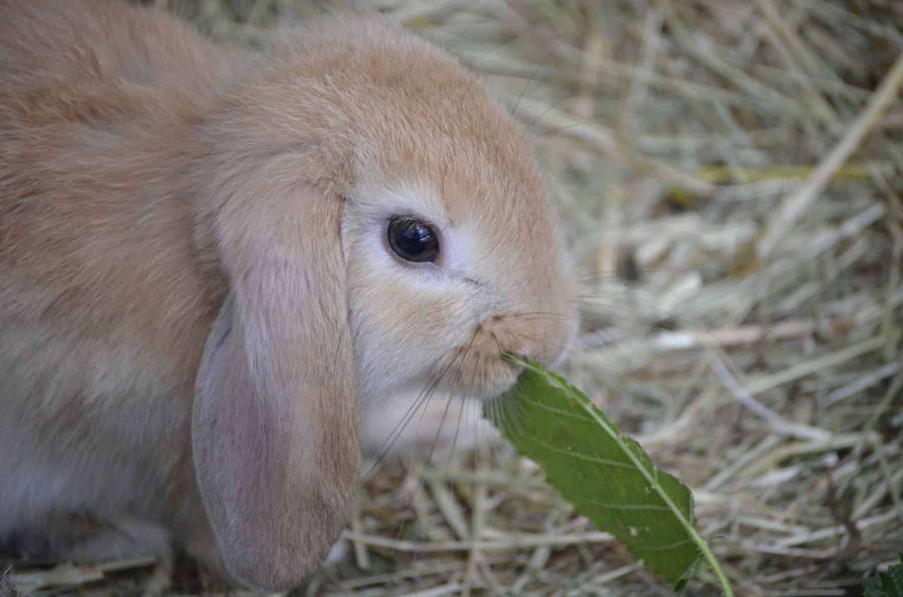 dwarf hare brown floppy ear free photo