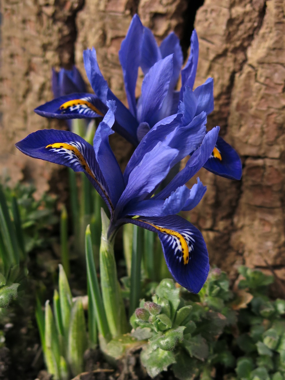 dwarf iris iris blossom free photo