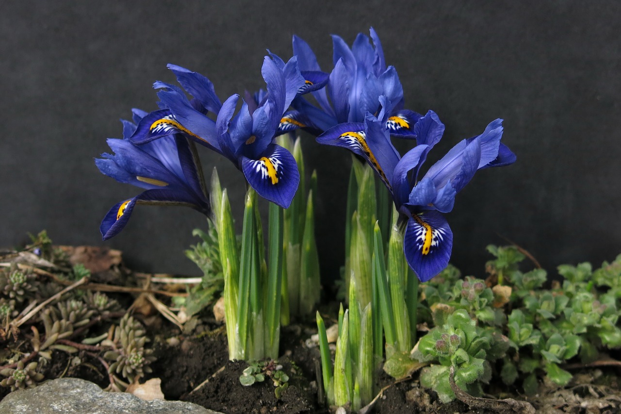 dwarf iris iris schwertliliengewaechs free photo