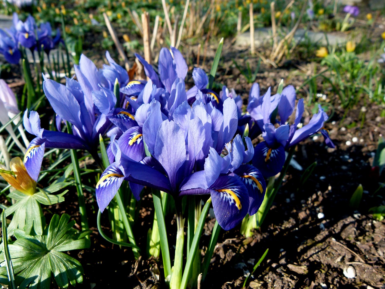 dwarf iris blue flowers free photo