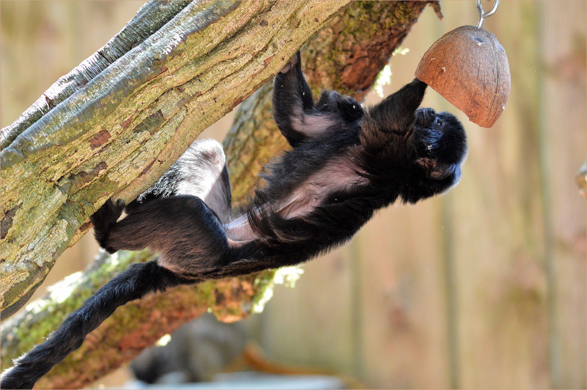 dwarf monkey pinch monkey cotton tamarin free photo