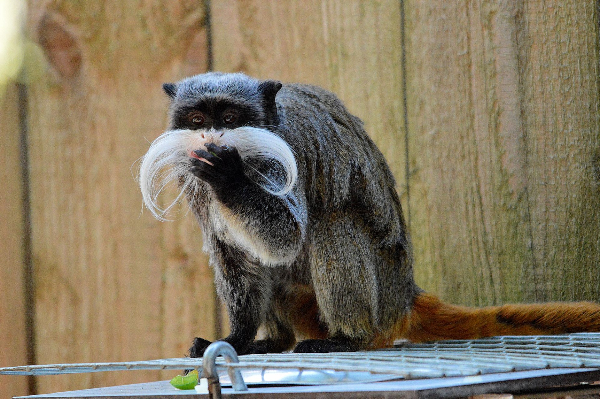 dwarf monkey pinch monkey cotton tamarin free photo