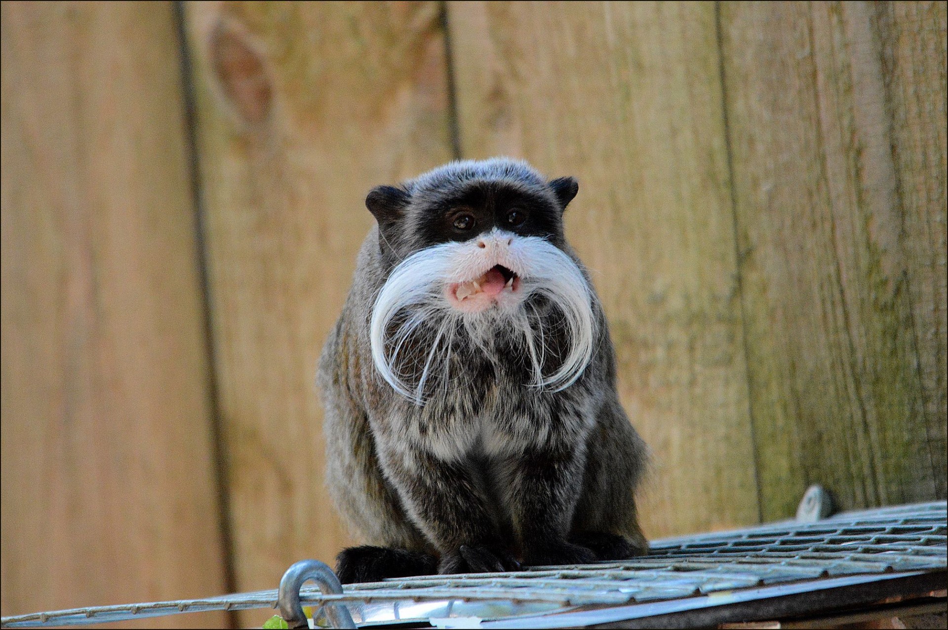 dwarf monkey pinch monkey cotton tamarin free photo