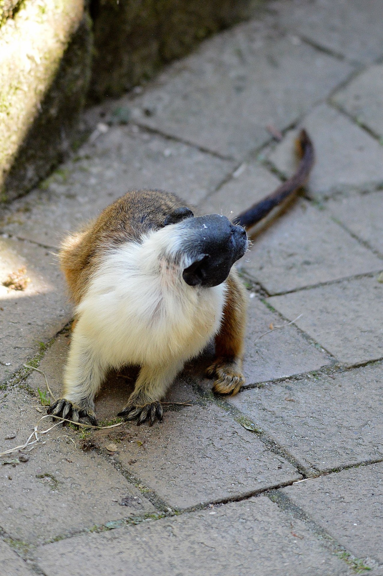 dwarf monkey pinch monkey cotton tamarin free photo