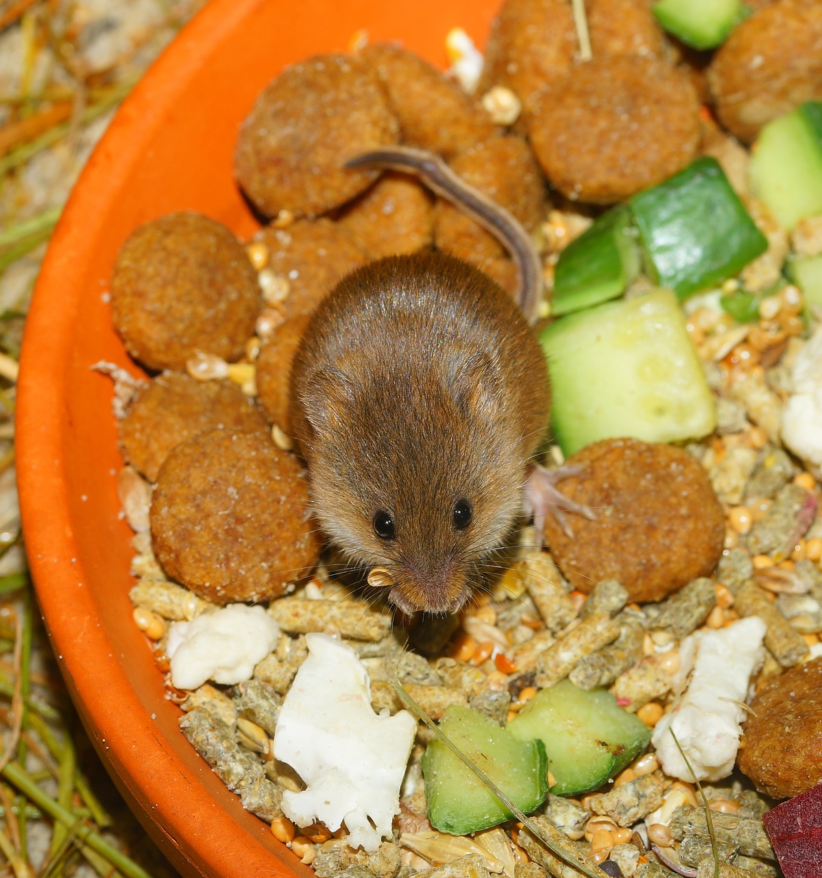 dwarf mouse cute food free photo