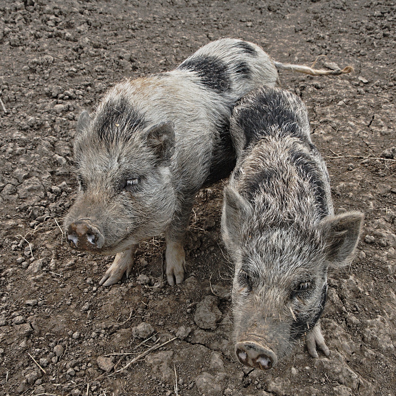 dwarf pigs pigs asia free photo