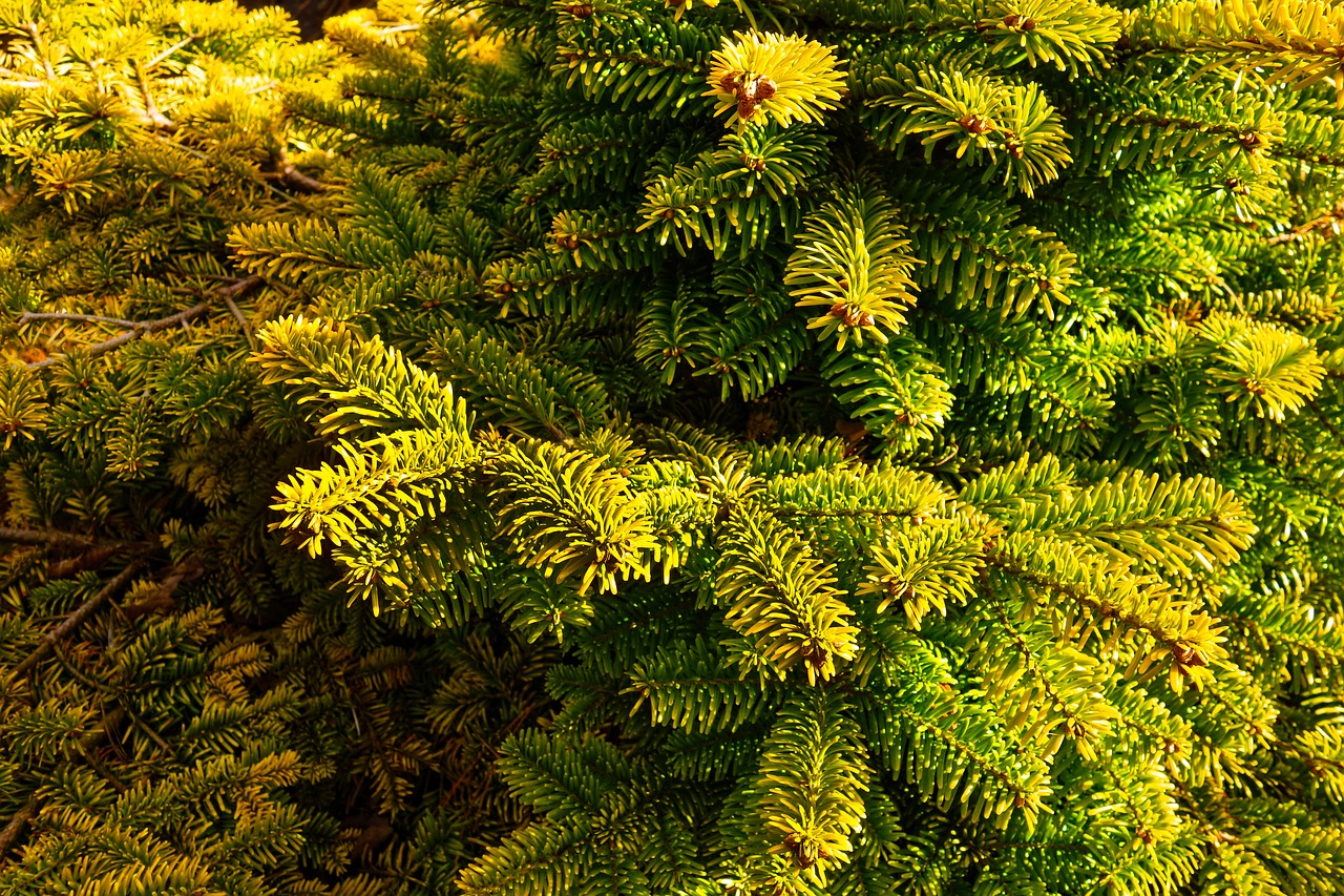 dwarf pine pine tree conifer free photo
