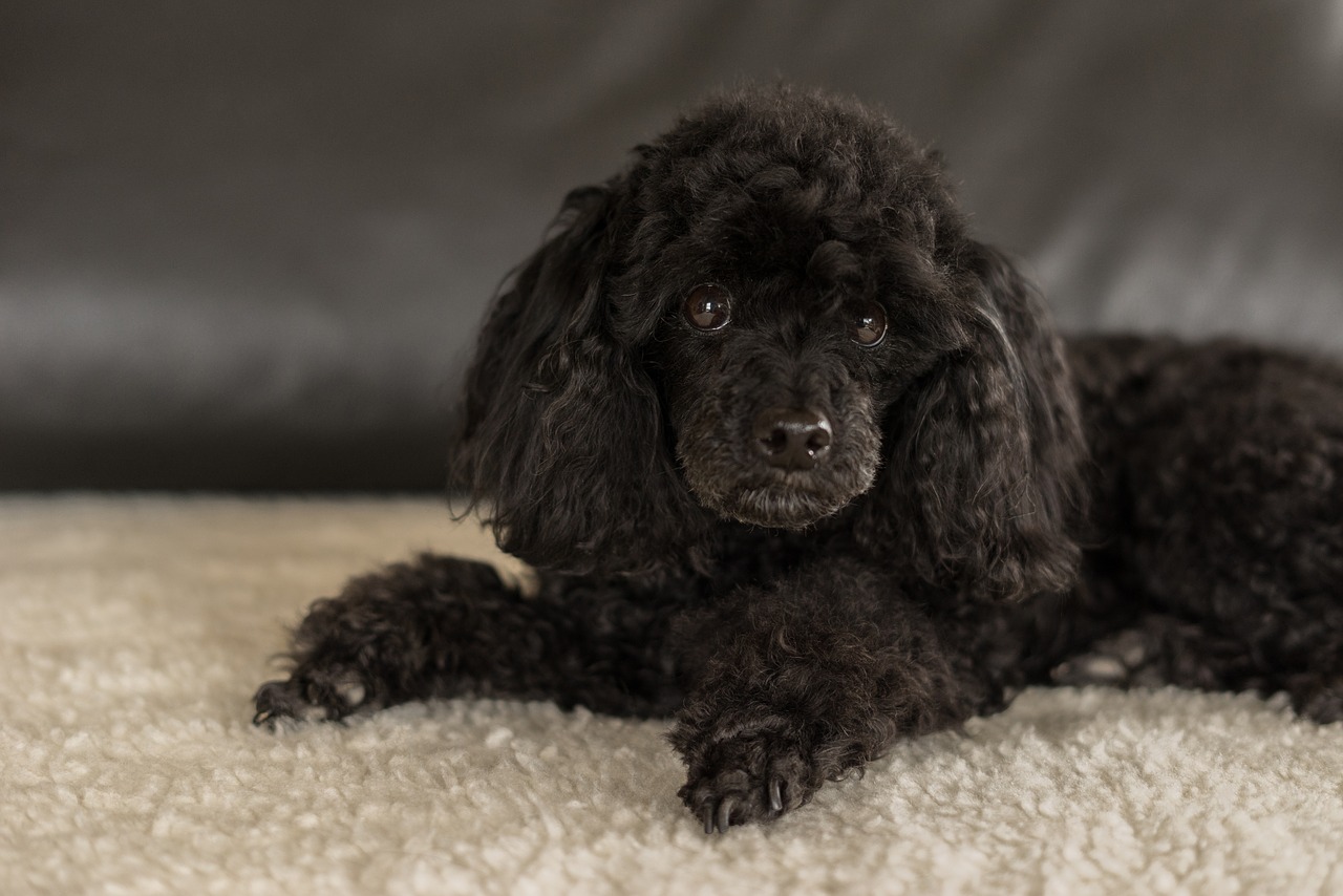 dwarf poodle black dog bitch free photo