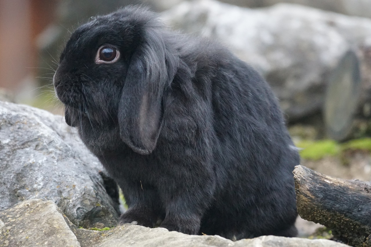 dwarf rabbit rabbit nager free photo