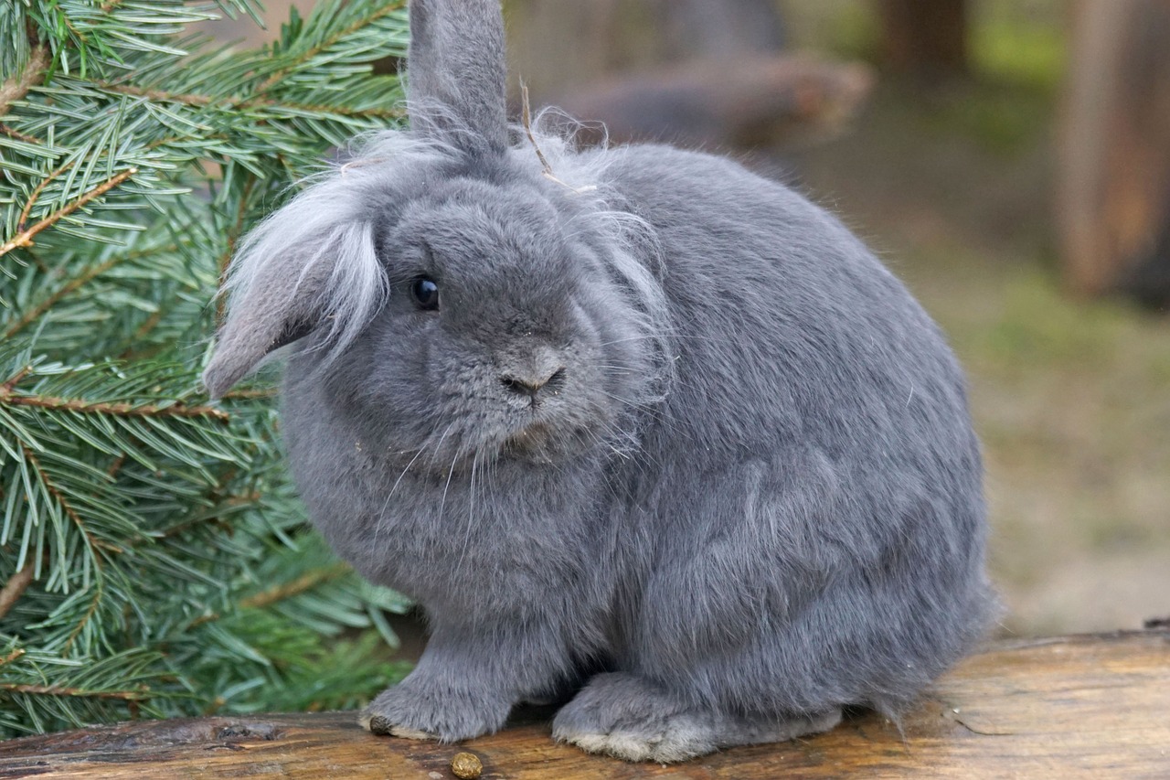 dwarf rabbit house rabbit pet free photo