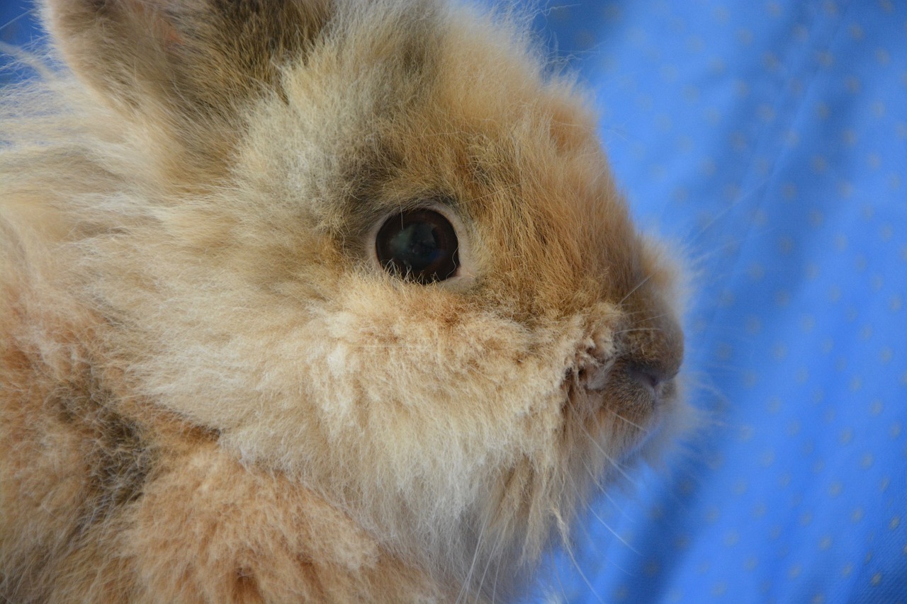 dwarf rabbit head profile eyes free photo