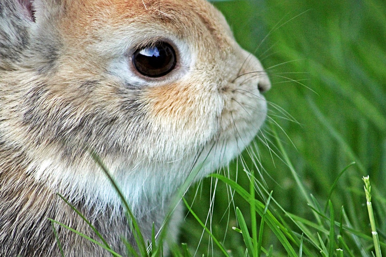 dwarf rabbit rabbit easter free photo