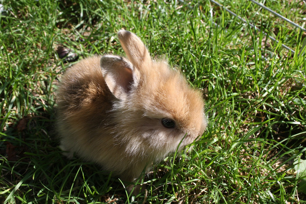 dwarf rabbit rabbit hare free photo