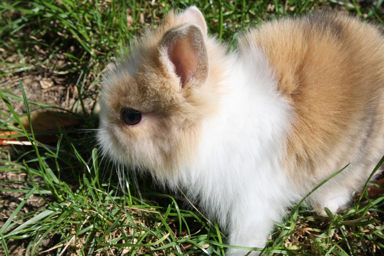 dwarf rabbit rabbit hare free photo