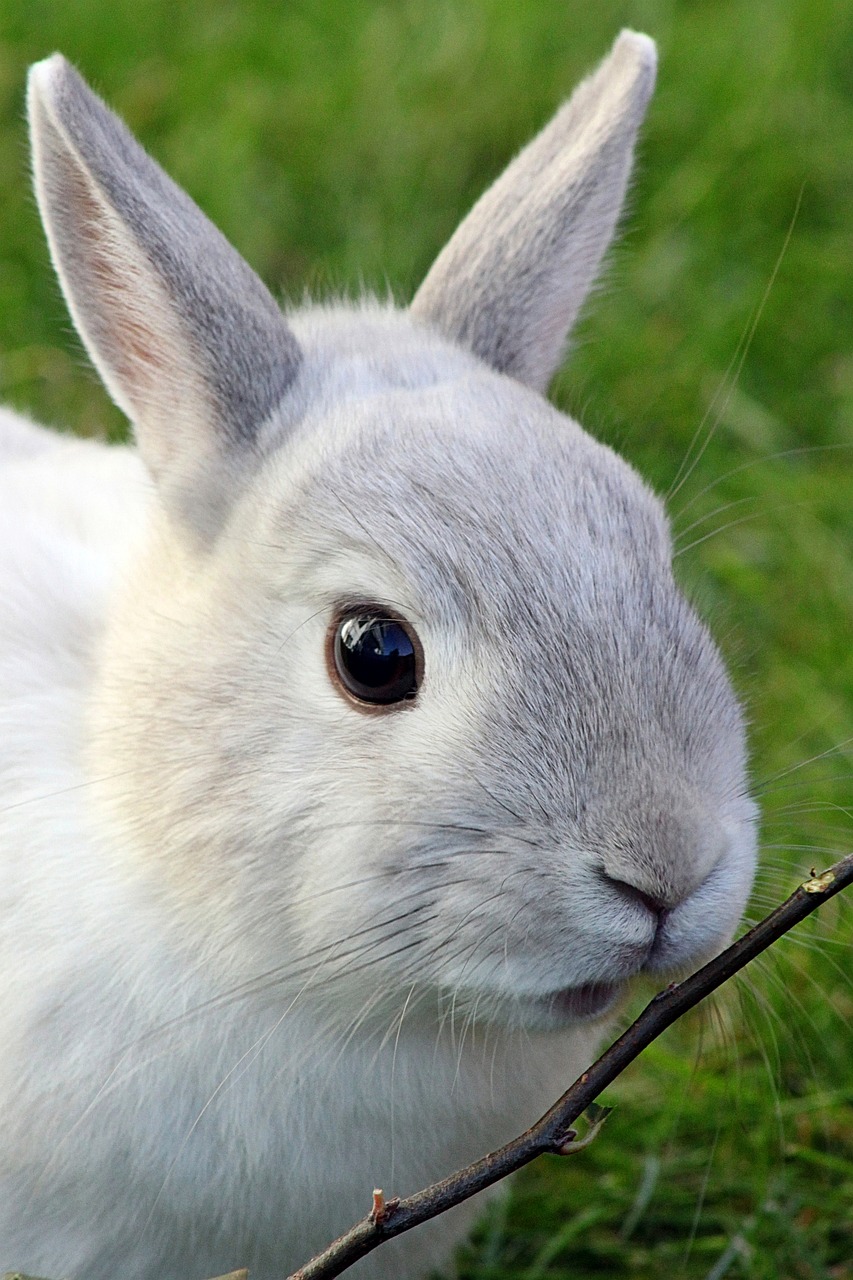 dwarf rabbit rabbit dwarf bunny free photo