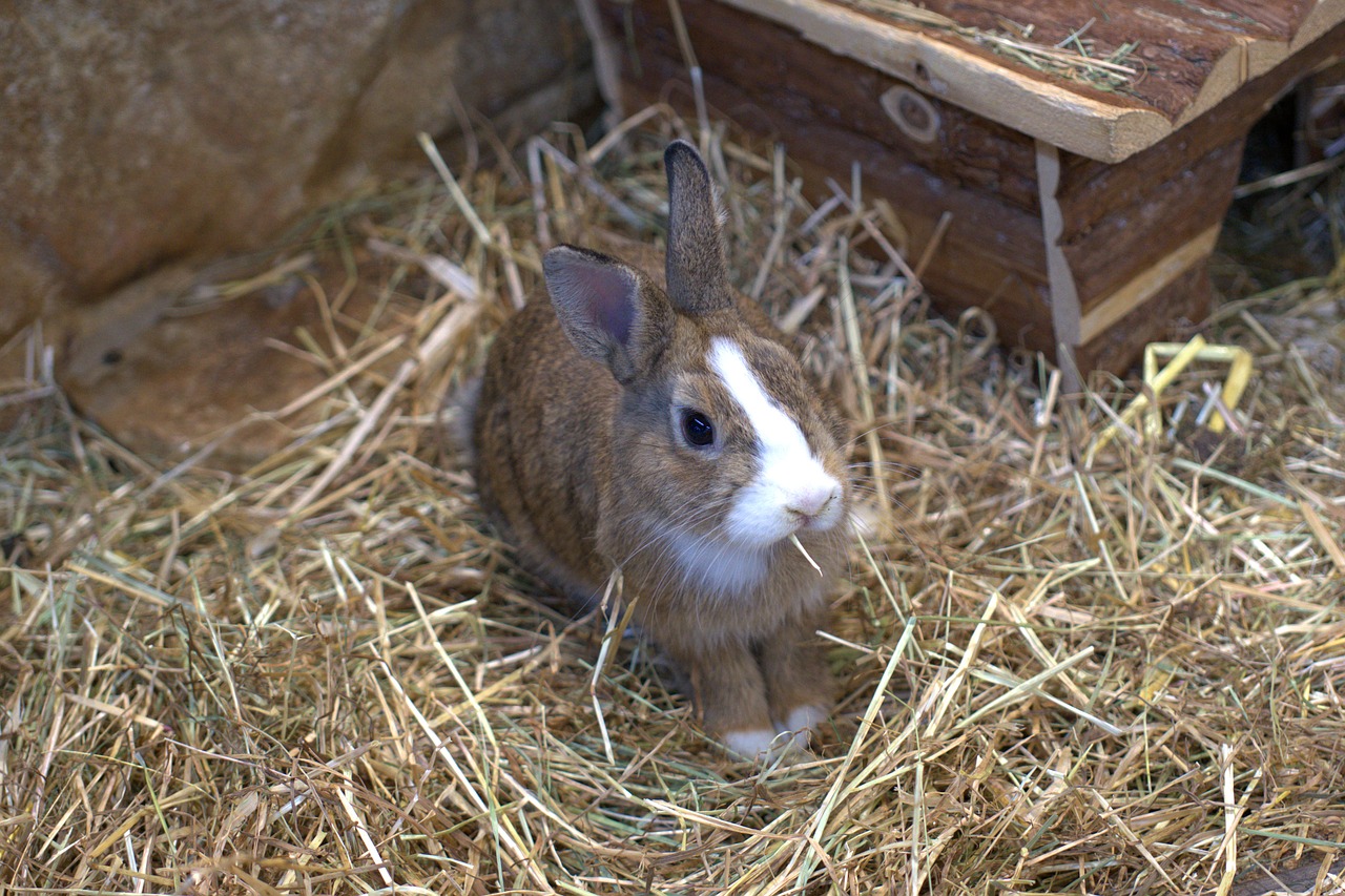 dwarf rabbit  rabbit  hare free photo