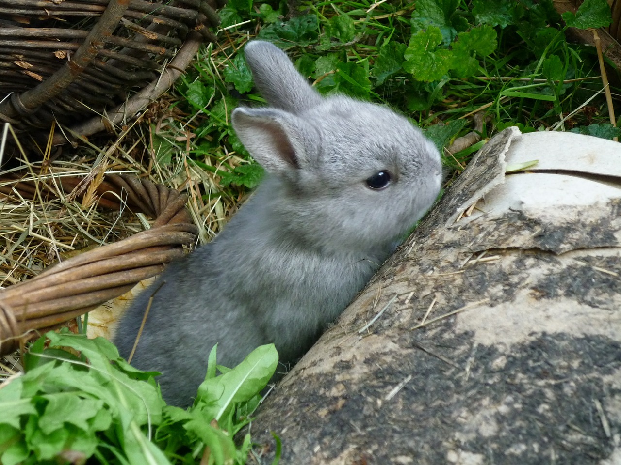 dwarf rabbit rabbit hare free photo