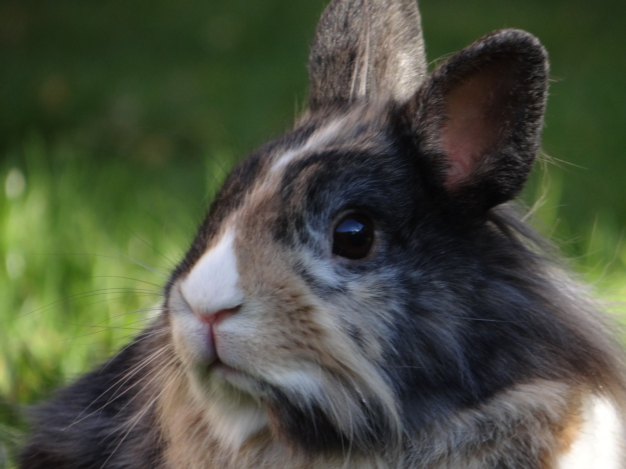 dwarf rabbit hare dwarf bunny free photo
