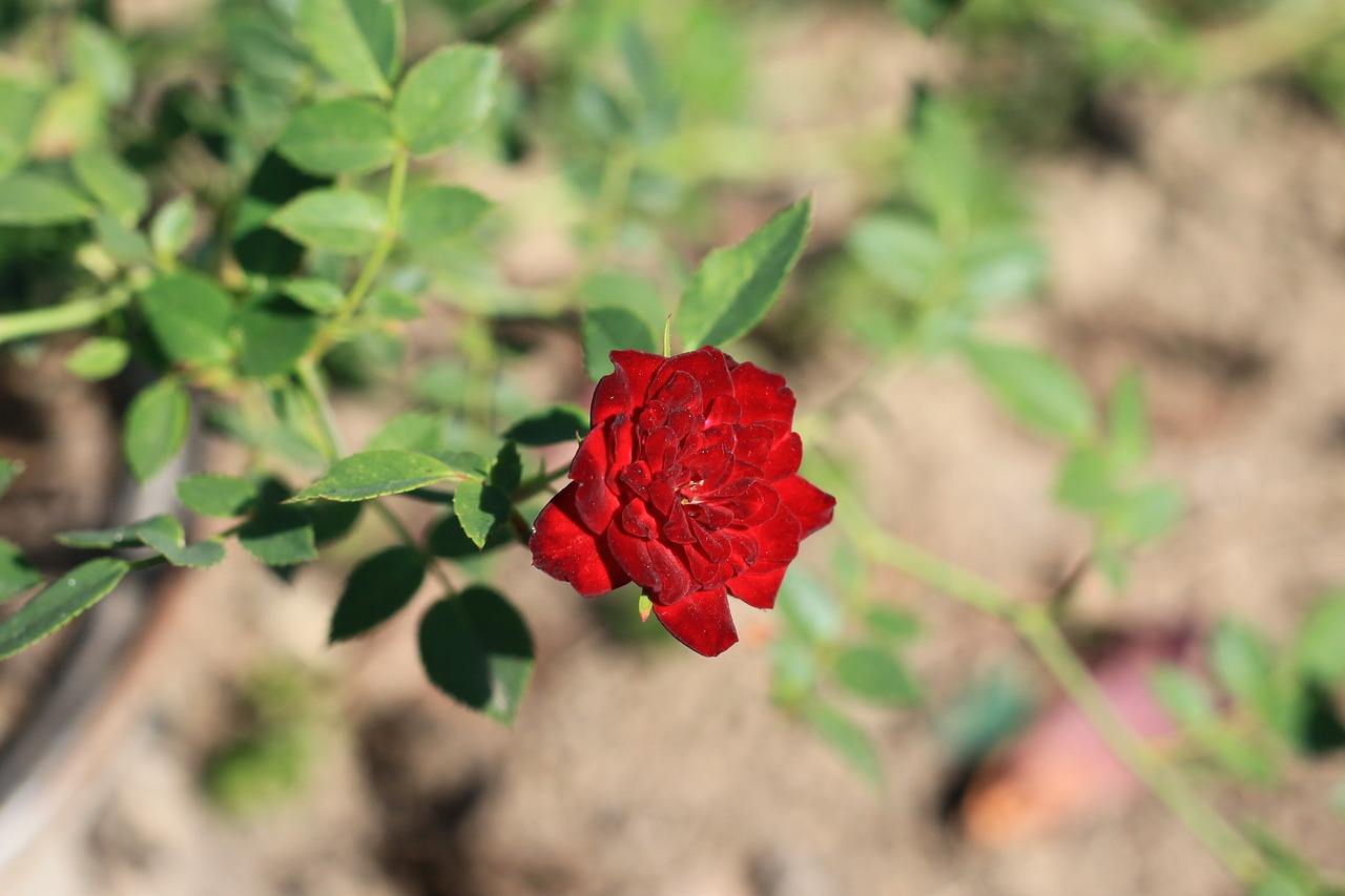 dwarf rose red rose red flower free photo