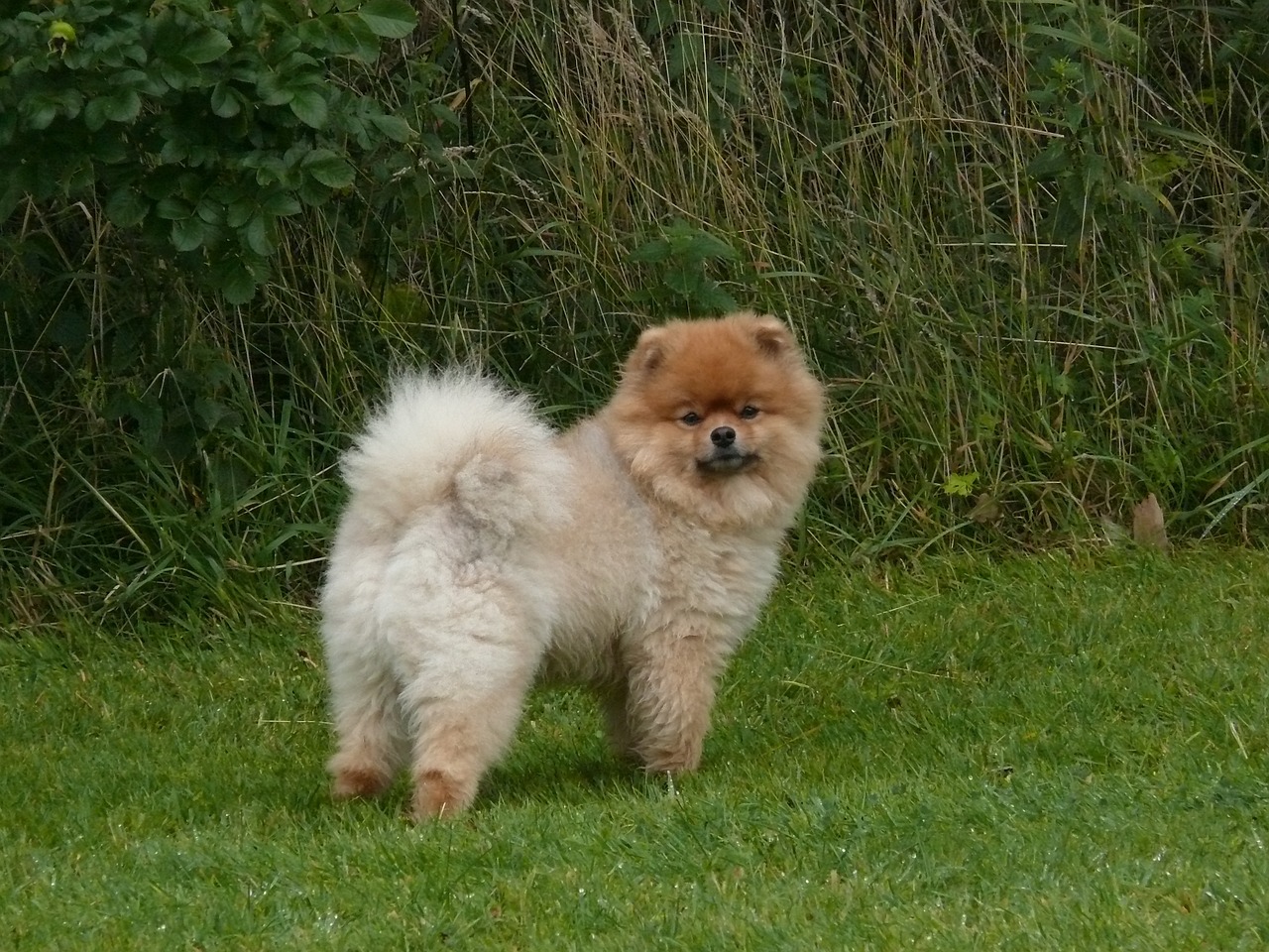 dwarf spitz pomeranian dog free photo
