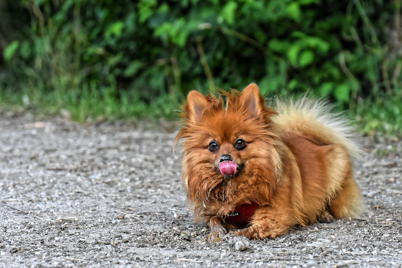 dwarf spitz  dog  cute free photo