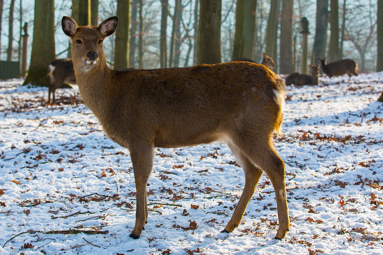 dybowskiwild wild roe deer free photo