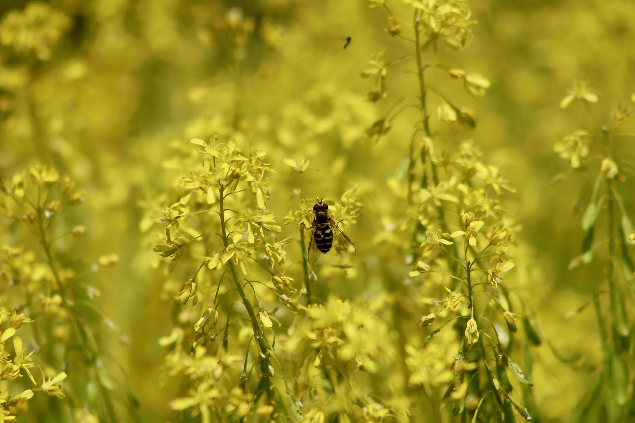 dyer's woad  flowers  bloom free photo