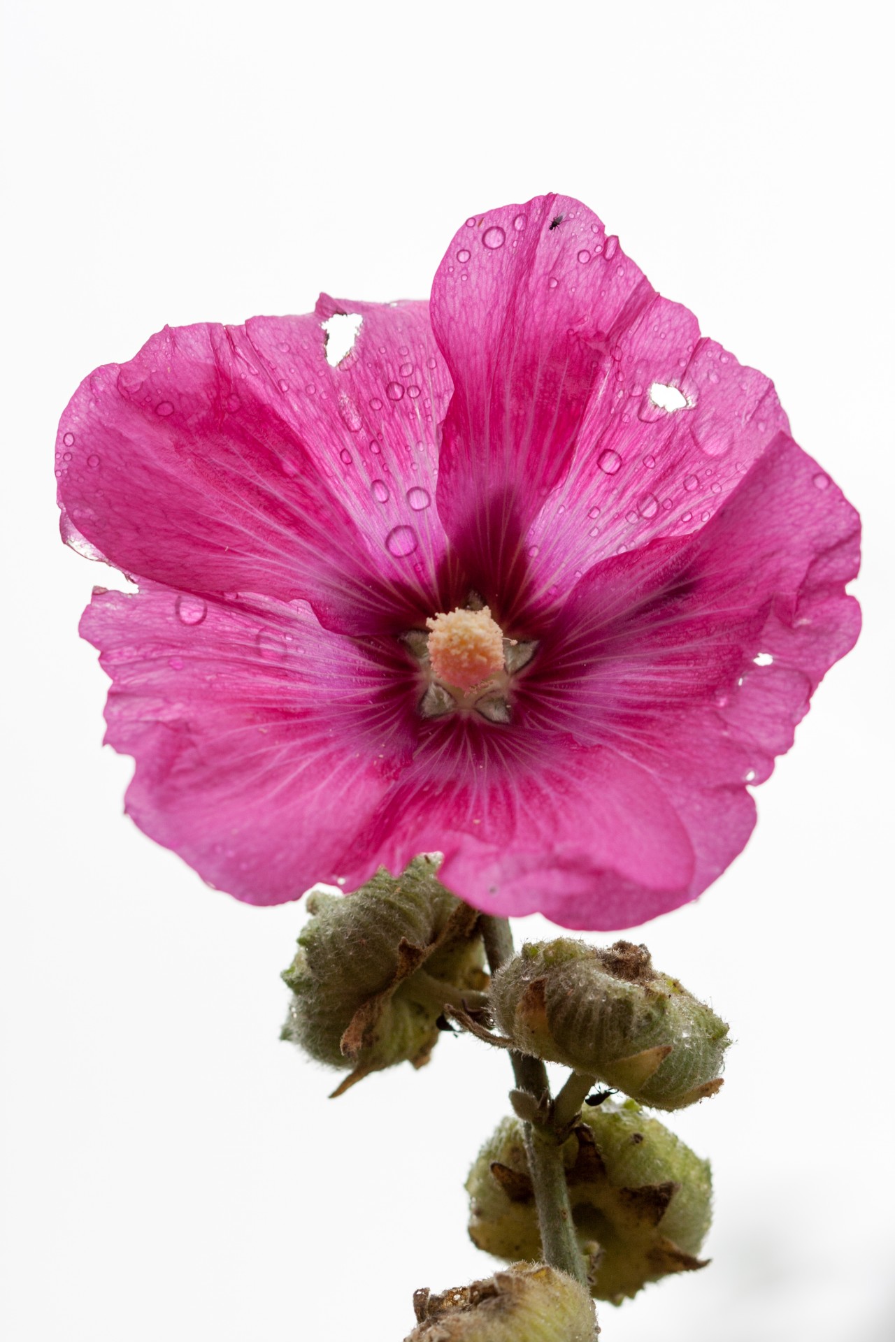 flower hollyhock pink free photo