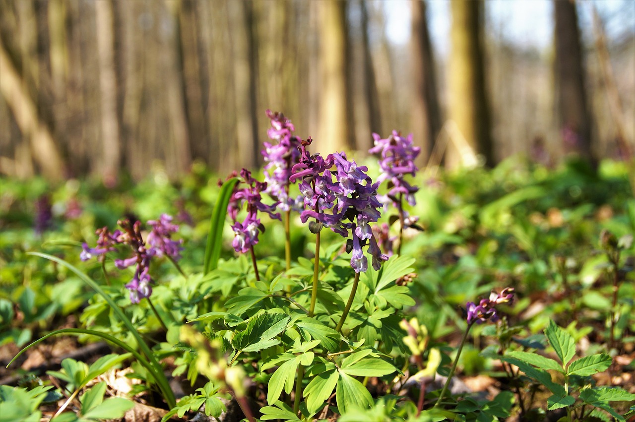 dymnivka hollow  purple  inflorescence free photo