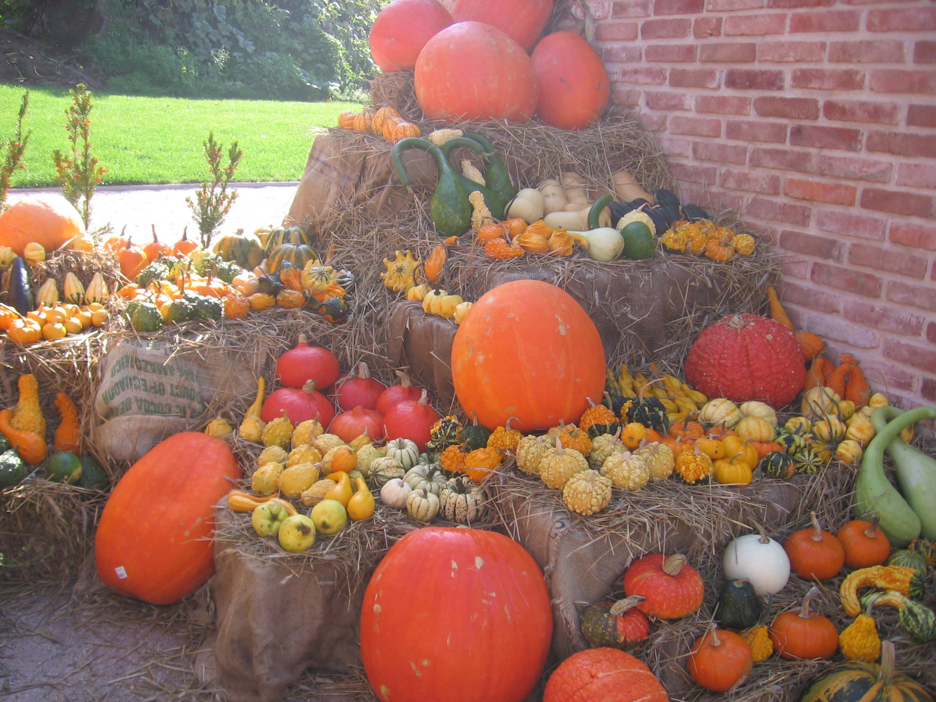 pumpkins fall halloween free photo