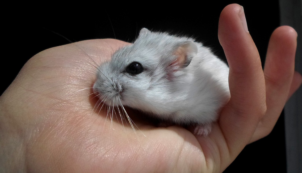 dzsungáriai dwarf hamster hamster white free photo