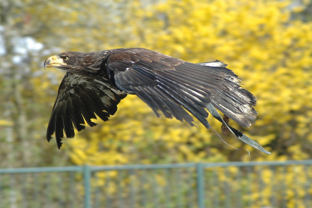 eagle 1 raptor flying free photo