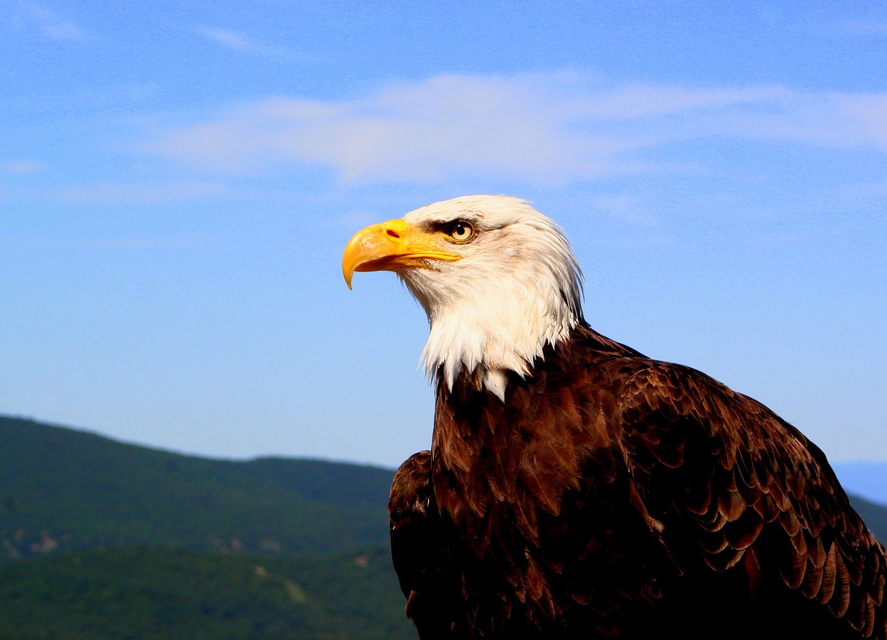 eagle majestic animal free photo