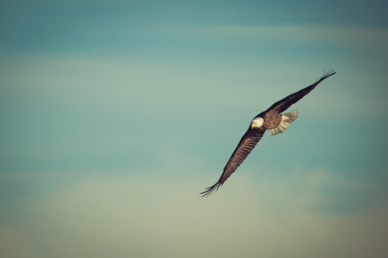 eagle eagle flying soar free photo