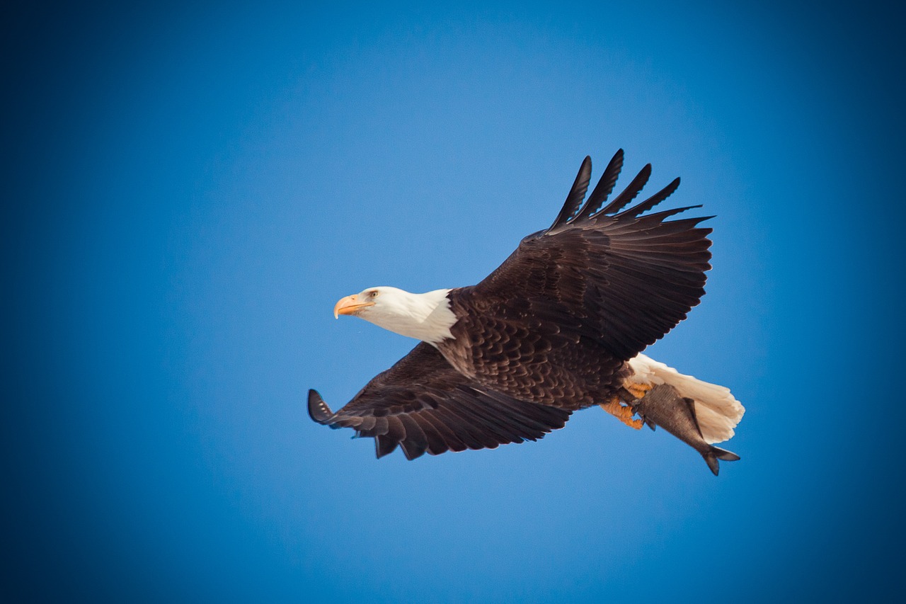 eagle eagle flying soar free photo