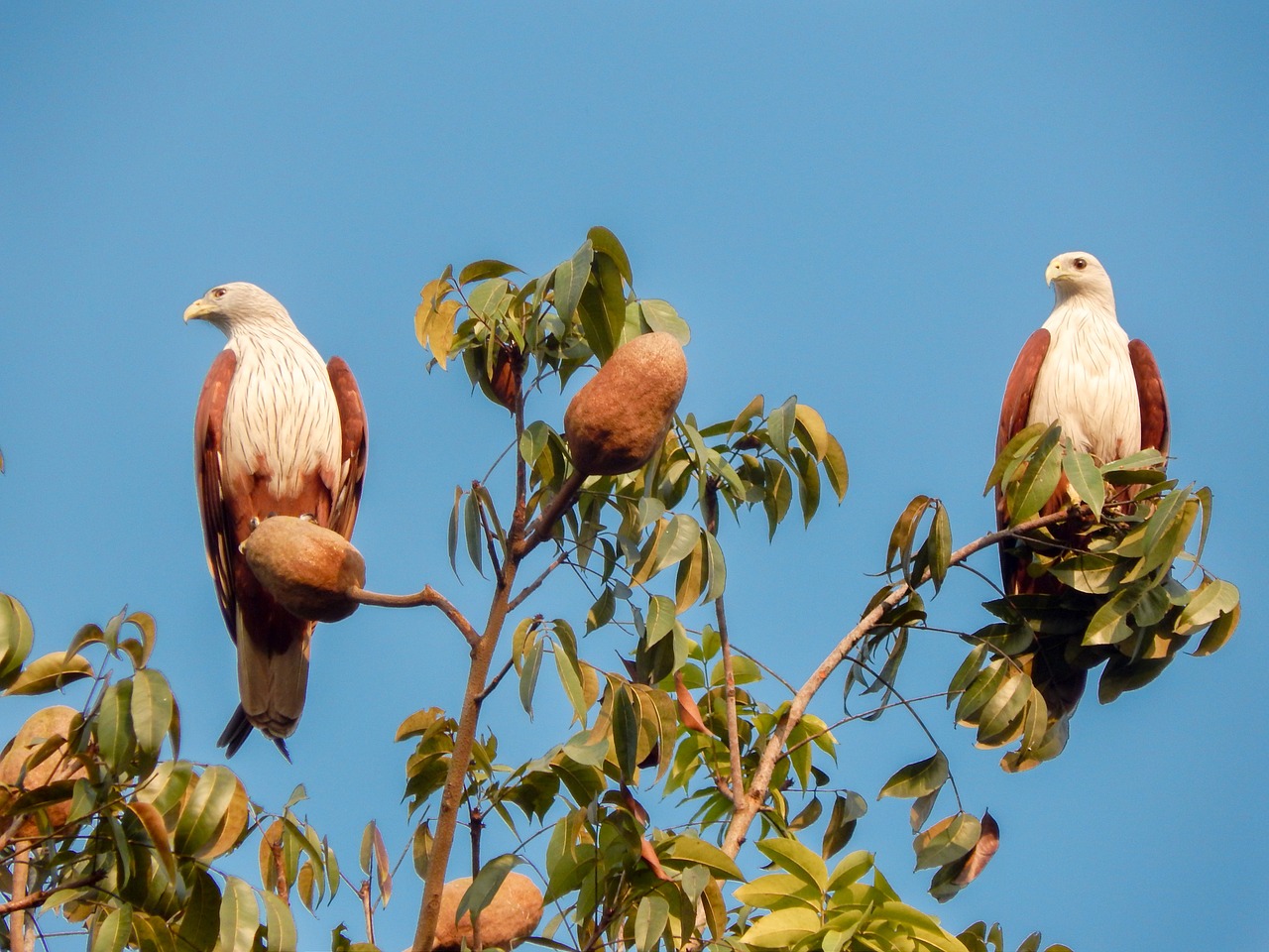 eagle bird sitting bird free photo